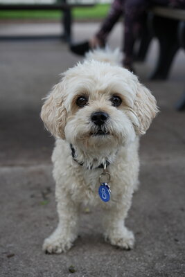 Cream white dog photographed at Mizner Bark Dog Park on September 4, 2026