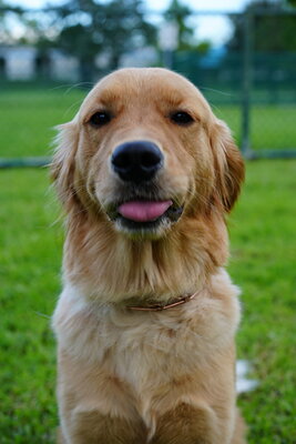 Golden dog photographed at Mizner Bark Dog Park on September 4, 2026
