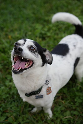 Rascal photographed at Mizner Bark Dog Park on September 4, 2026