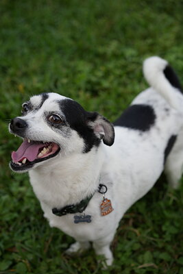 Rascal photographed at Mizner Bark Dog Park on September 4, 2026