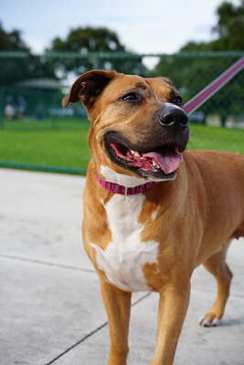 Fawn and white dog photographed at Mizner Bark Dog Park on September 4, 2026