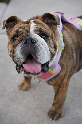 Brindle and white dog photographed at Mizner Bark Dog Park on September 4, 2026