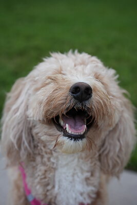 Apricot white dog photographed at Mizner Bark Dog Park on September 4, 2026