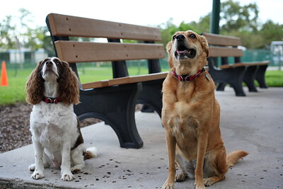 Brown and white dog photographed at Mizner Bark Dog Park on September 4, 2026