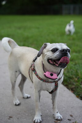 Fawn with black mask dog photographed at Mizner Bark Dog Park on September 4, 2026