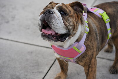 Brindle and white dog photographed at Mizner Bark Dog Park on September 4, 2026