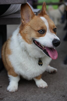 Toby photographed at Mizner Bark Dog Park on September 4, 2026