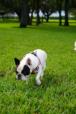 Chloe photographed at Mizner Bark Dog Park on September 4, 2026