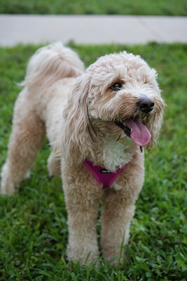 Apricot white dog photographed at Mizner Bark Dog Park on September 4, 2026