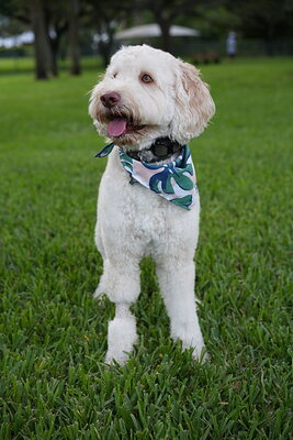 Cream white dog photographed at Mizner Bark Dog Park on September 4, 2026