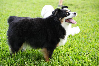Black white tan dog photographed at Mizner Bark Dog Park on September 4, 2026