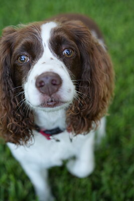 Brown and white dog photographed at Mizner Bark Dog Park on September 4, 2026