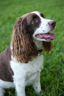 Brown and white dog photographed at Mizner Bark Dog Park on September 4, 2026