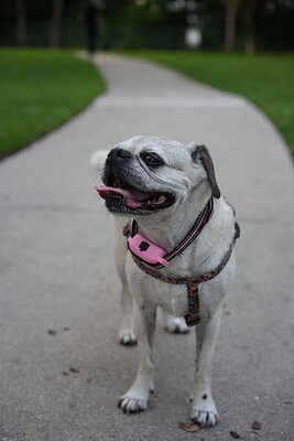 Fawn with black mask dog photographed at Mizner Bark Dog Park on September 4, 2026