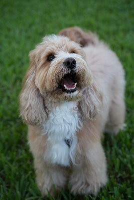 Woody photographed at Mizner Bark Dog Park on September 4, 2026