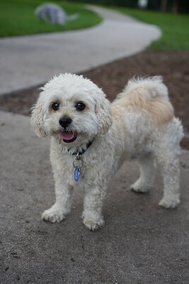 Cream white dog photographed at Mizner Bark Dog Park on September 4, 2026