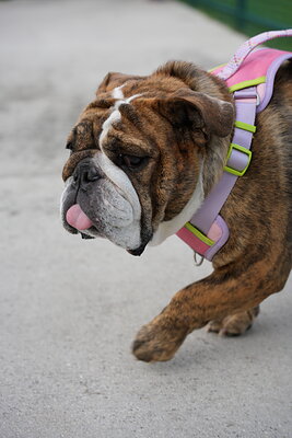 Brindle and white dog photographed at Mizner Bark Dog Park on September 4, 2026