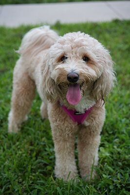 Apricot cream dog photographed at Mizner Bark Dog Park on September 4, 2026