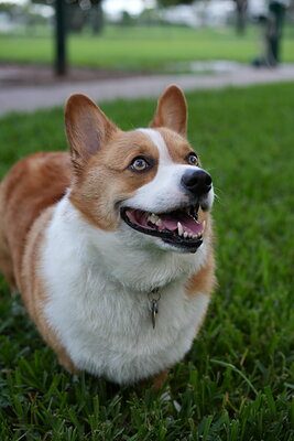 Toby photographed at Mizner Bark Dog Park on September 4, 2026