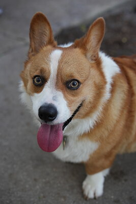 Toby photographed at Mizner Bark Dog Park on September 4, 2026
