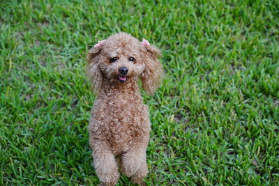 Apricot dog photographed at Mizner Bark Dog Park on September 4, 2026
