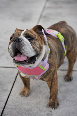 Brindle and white dog photographed at Mizner Bark Dog Park on September 4, 2026