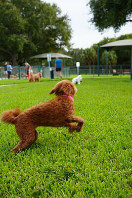Reddish brown dog photographed at Mizner Bark Dog Park on September 4, 2026