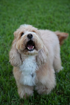Woody photographed at Mizner Bark Dog Park on September 4, 2026
