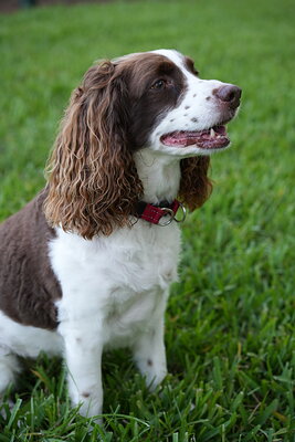 Brown and white dog photographed at Mizner Bark Dog Park on September 4, 2026