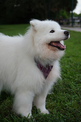 Eco photographed at Mizner Bark Dog Park on September 4, 2026