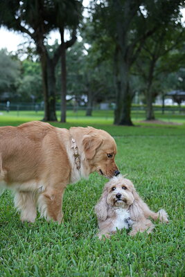 Woody photographed at Mizner Bark Dog Park on September 4, 2026