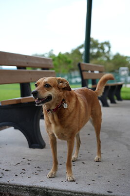 Golden tan dog photographed at Mizner Bark Dog Park on September 4, 2026