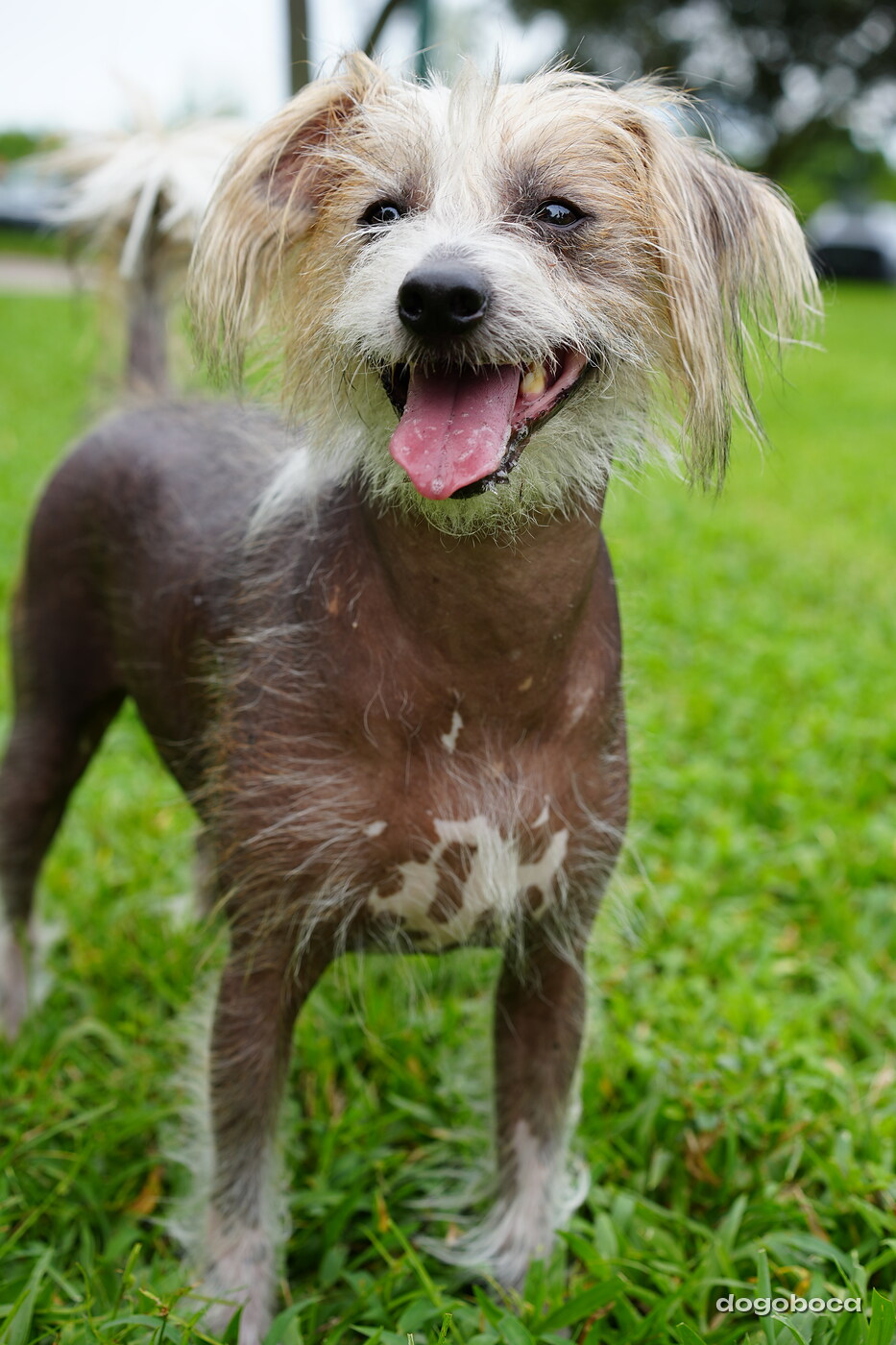 Dog photographed at Mizner Bark Dog Park on September 10, 2026