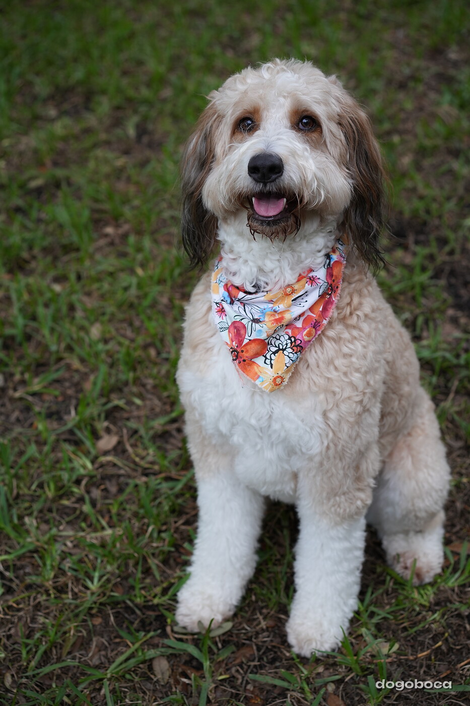 Lola photographed at Mizner Bark Dog Park on September 10, 2026