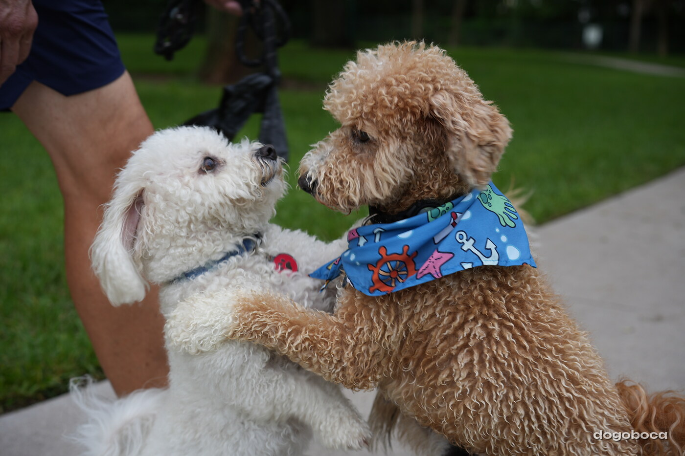 Kash photographed at Mizner Bark Dog Park on September 10, 2026