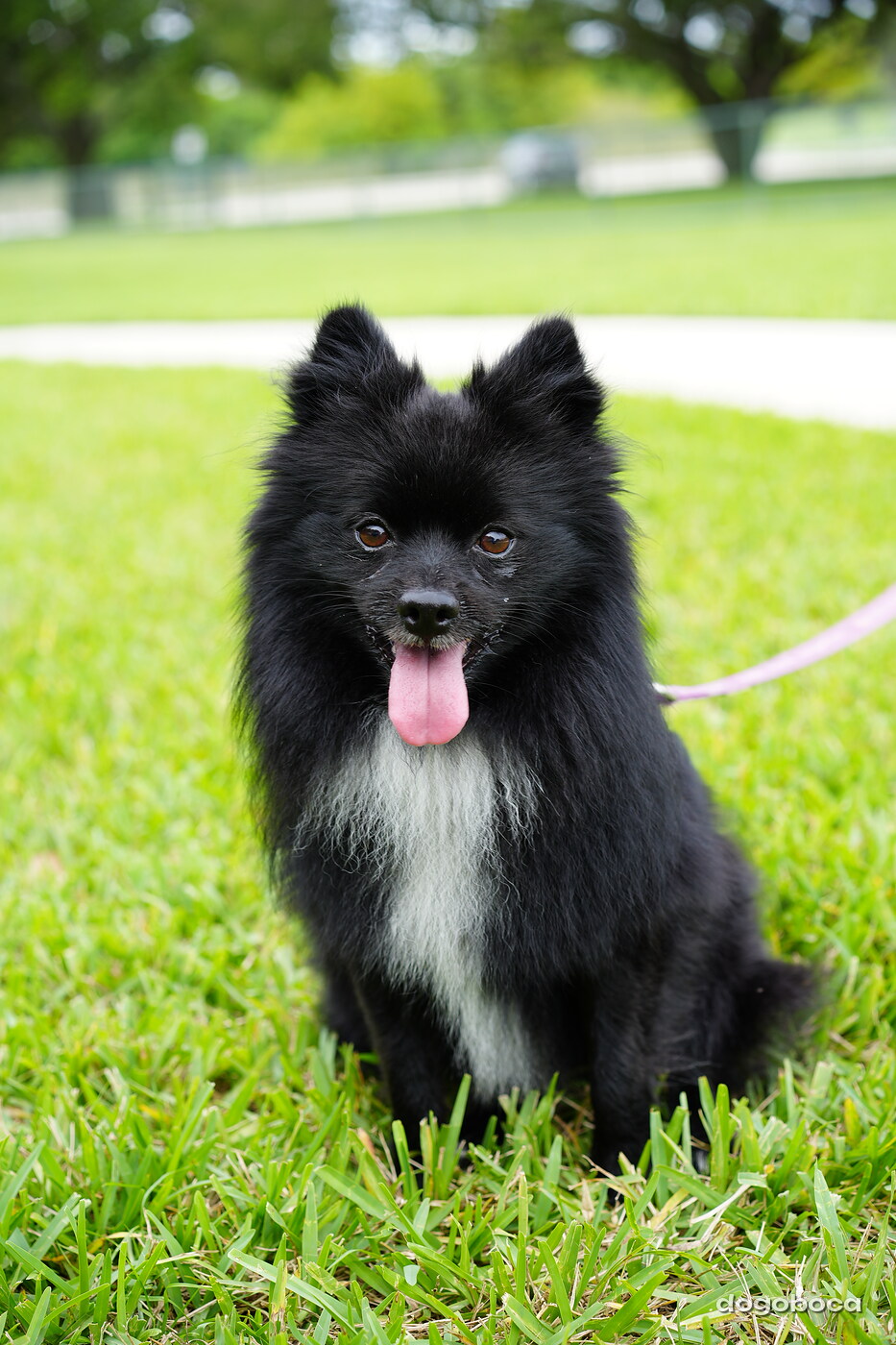 Dog photographed at Mizner Bark Dog Park on September 10, 2026