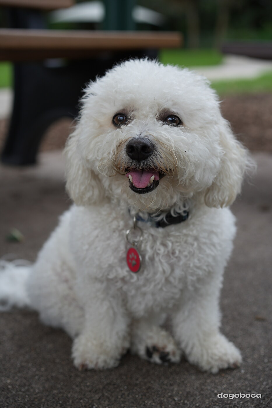 Dog photographed at Mizner Bark Dog Park on September 10, 2026