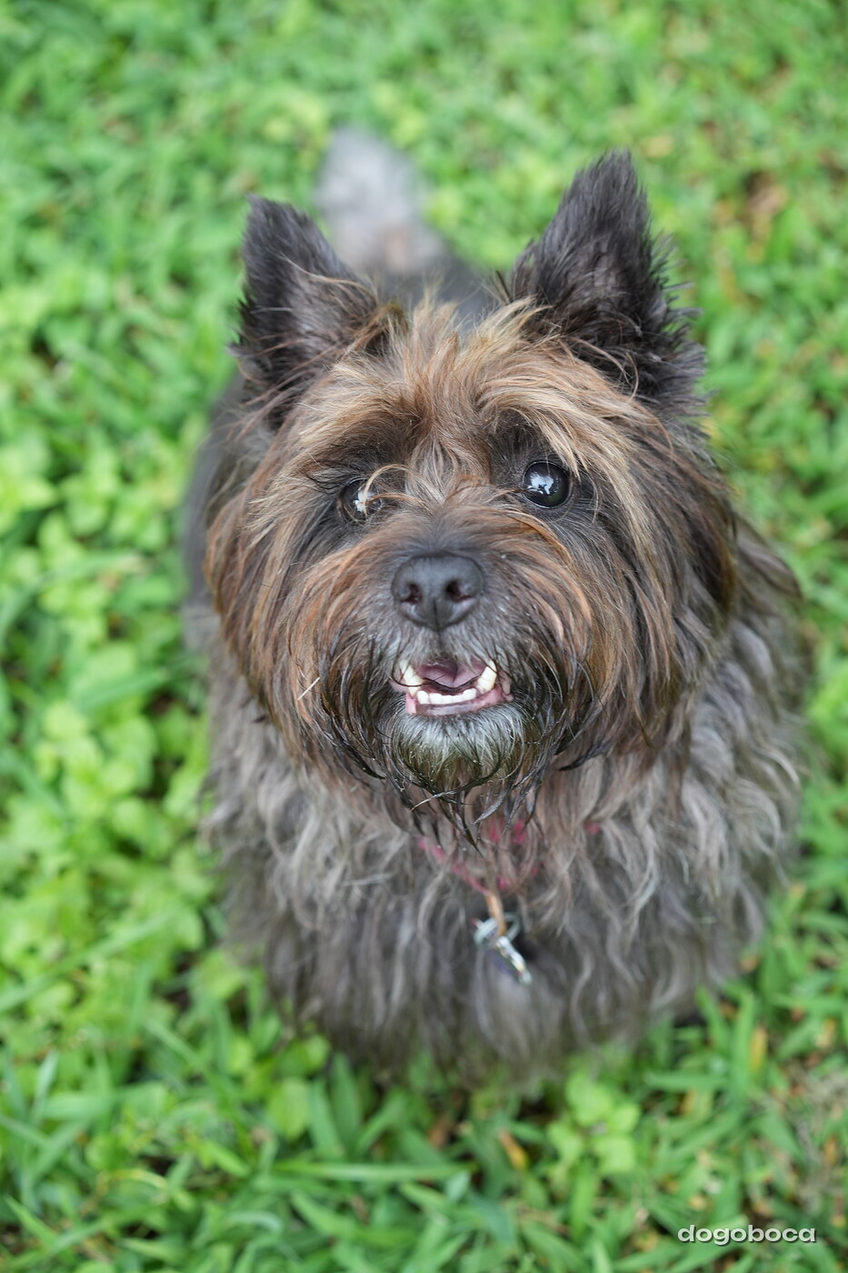 Dog photographed at Mizner Bark Dog Park on September 10, 2026