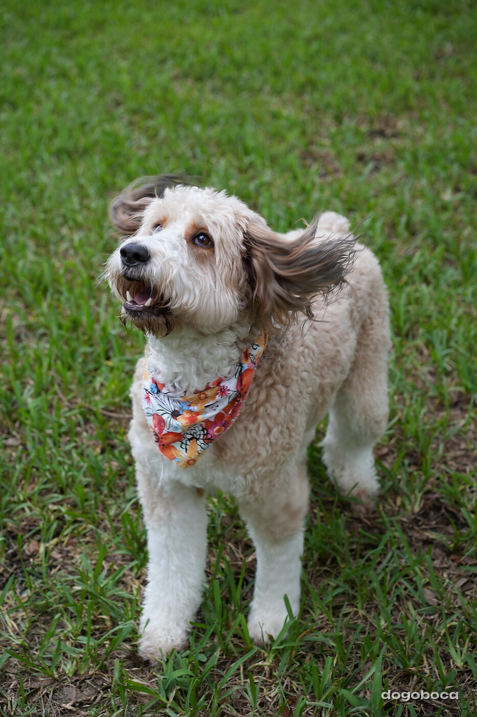 Lola photographed at Mizner Bark Dog Park on September 10, 2026