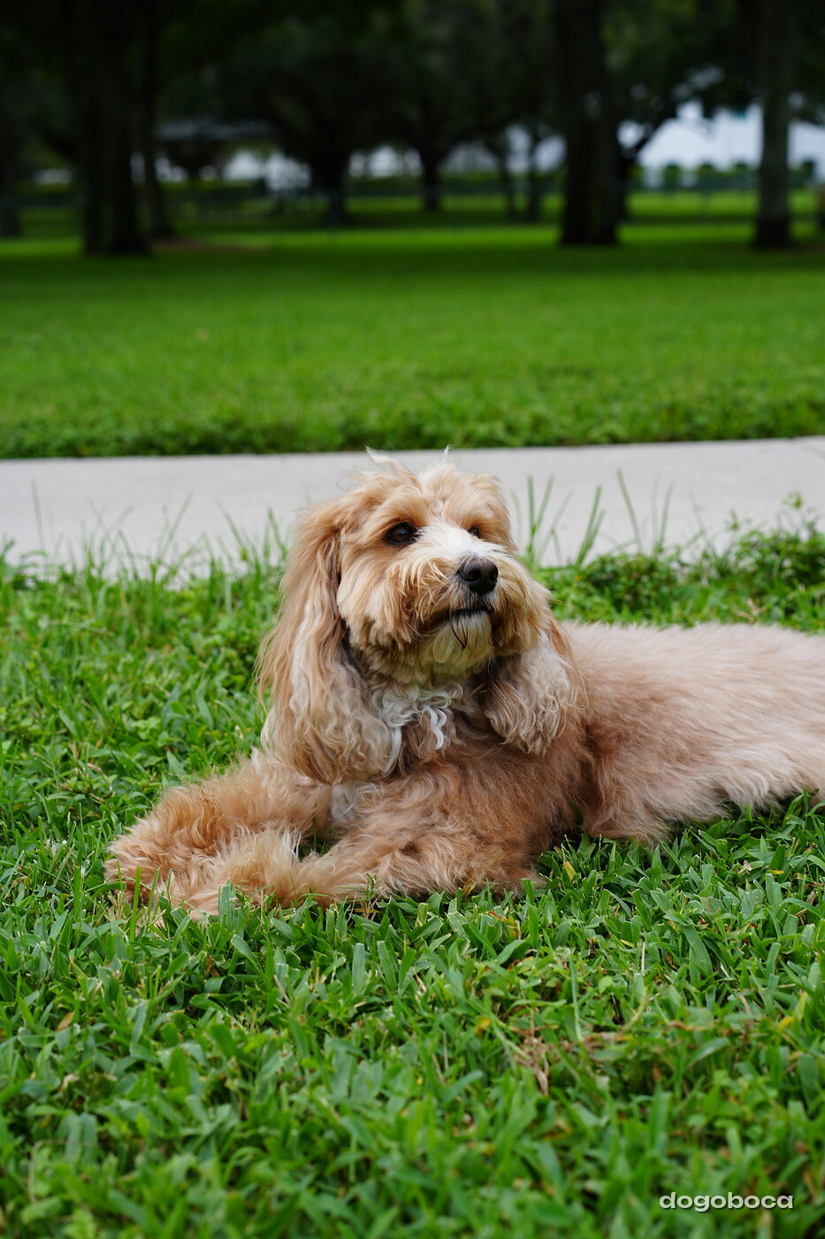 Woody photographed at Mizner Bark Dog Park on September 10, 2026