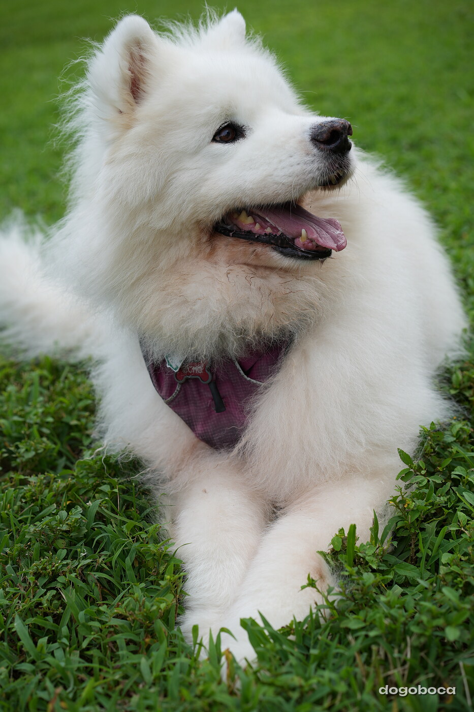 Eco at a dogoboca park session in Mizner Bark Dog Park