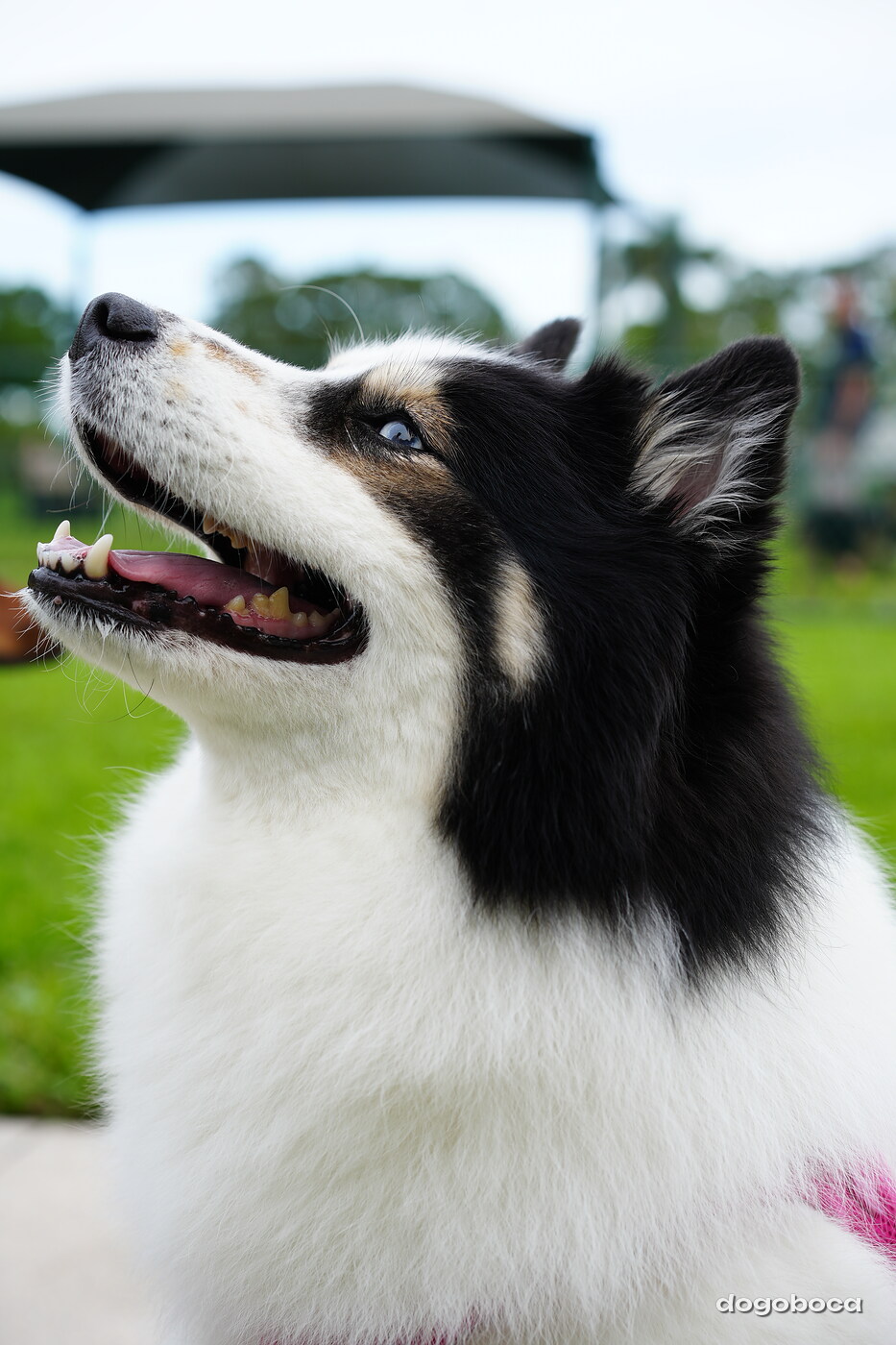 Dog photographed at Mizner Bark Dog Park on September 10, 2026