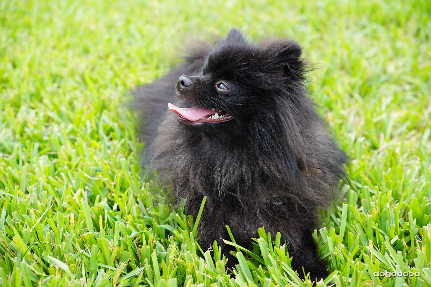 Dog photographed at Mizner Bark Dog Park on September 10, 2026