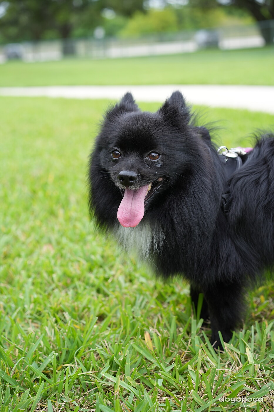 Dog photographed at Mizner Bark Dog Park on September 10, 2026