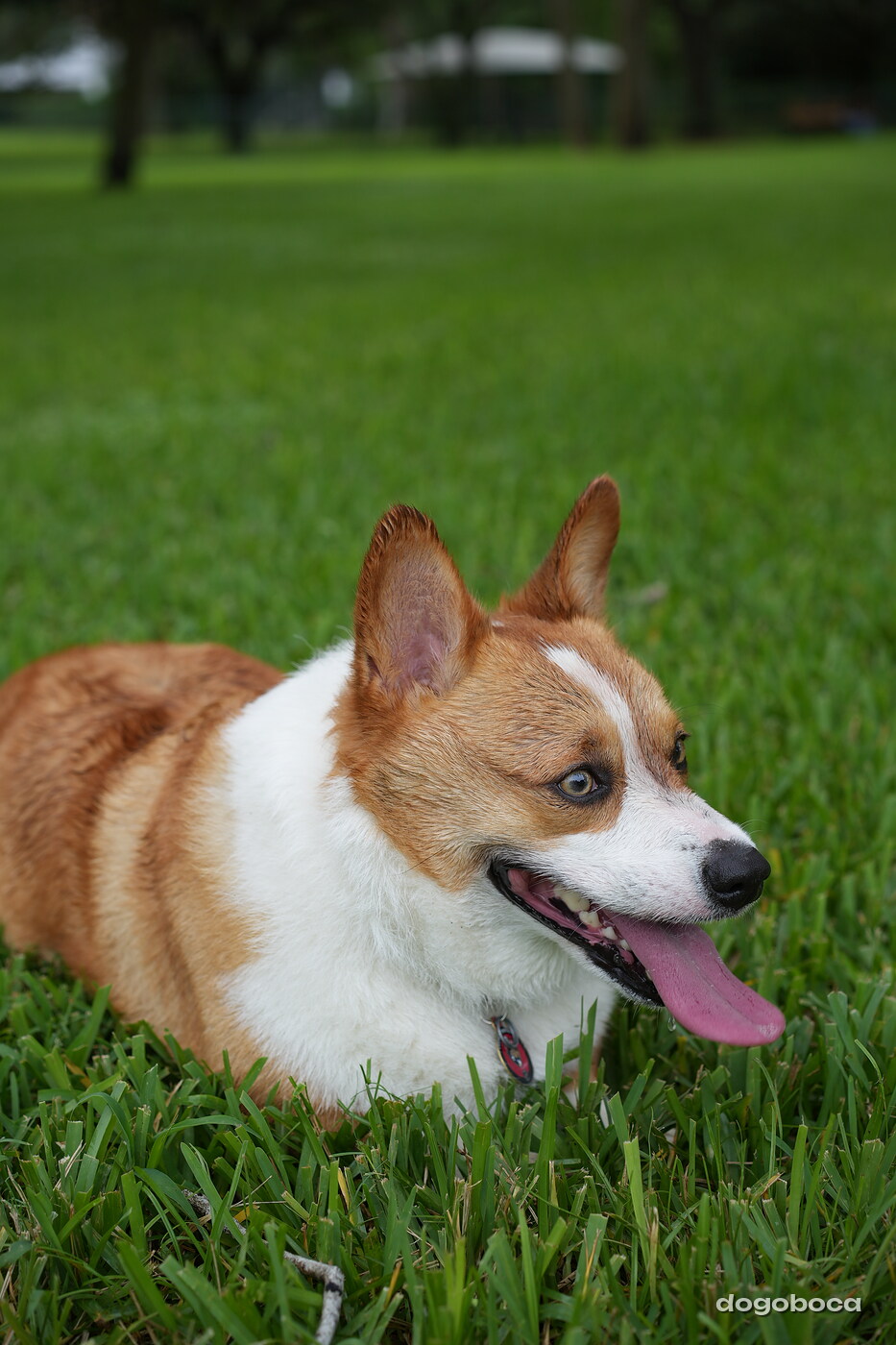 Toby photographed at Mizner Bark Dog Park on September 10, 2026