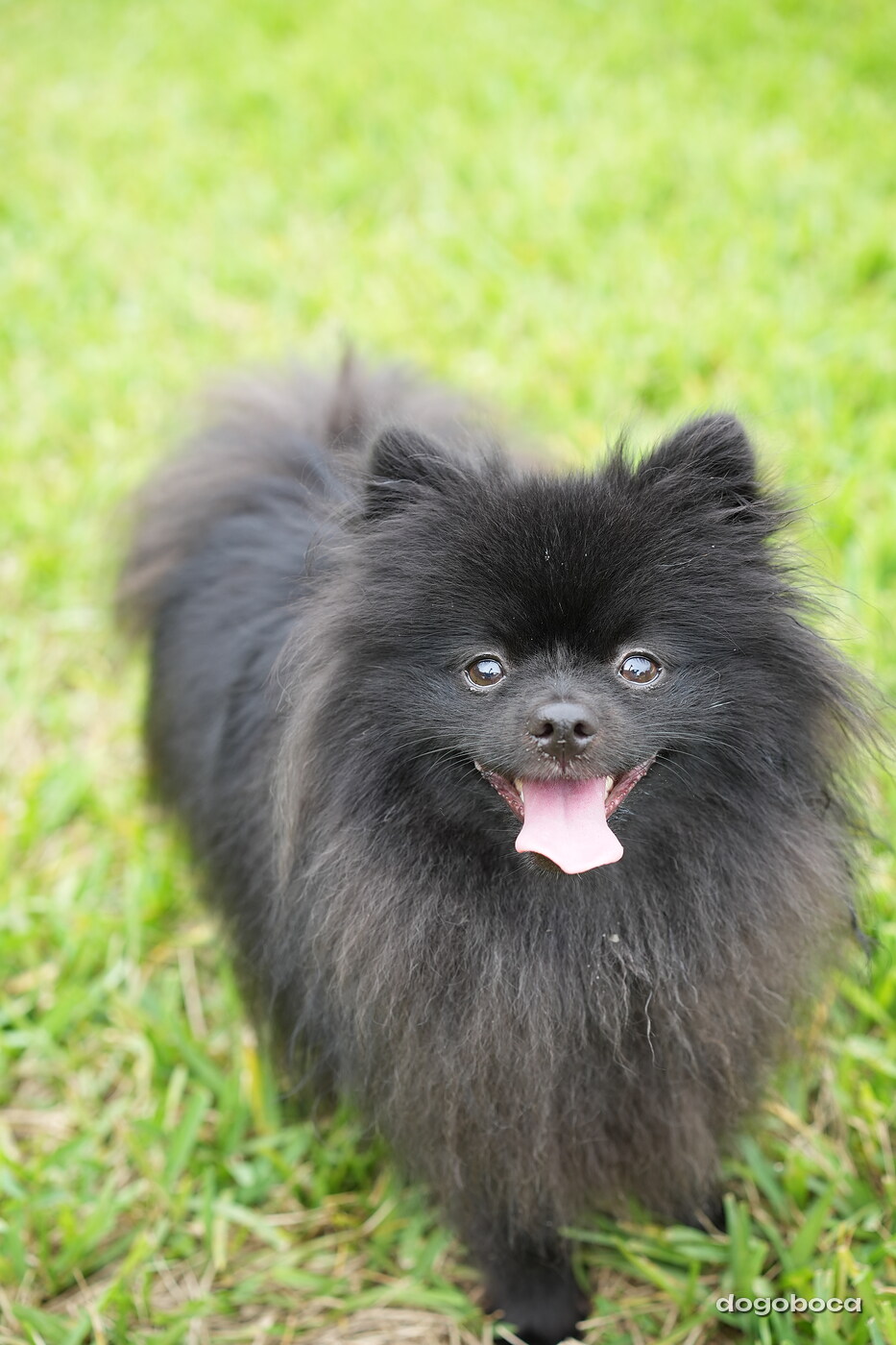 Dog photographed at Mizner Bark Dog Park on September 10, 2026
