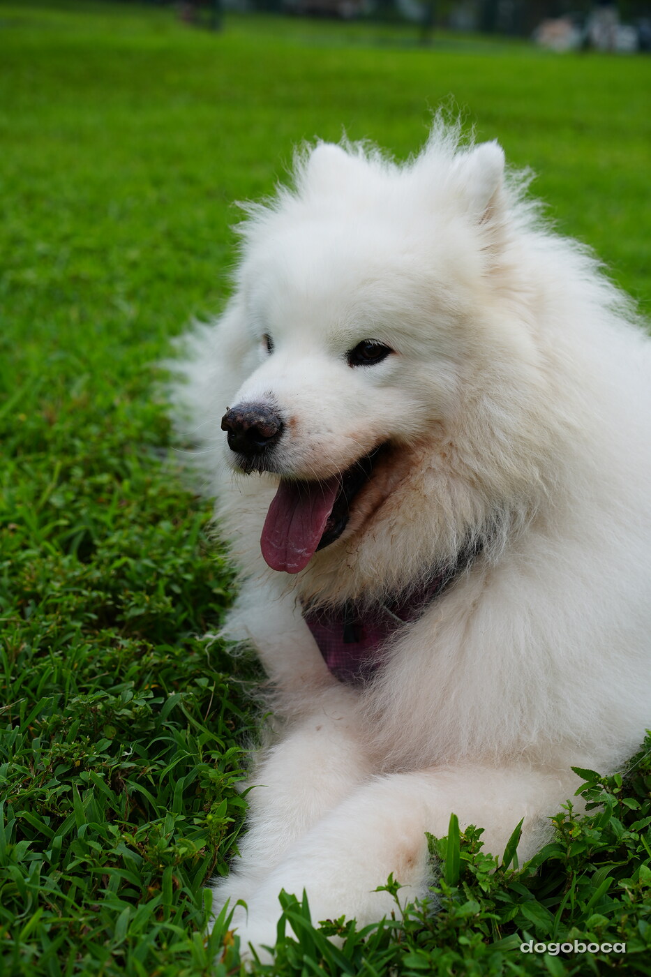 Eco at a dogoboca park session in Mizner Bark Dog Park
