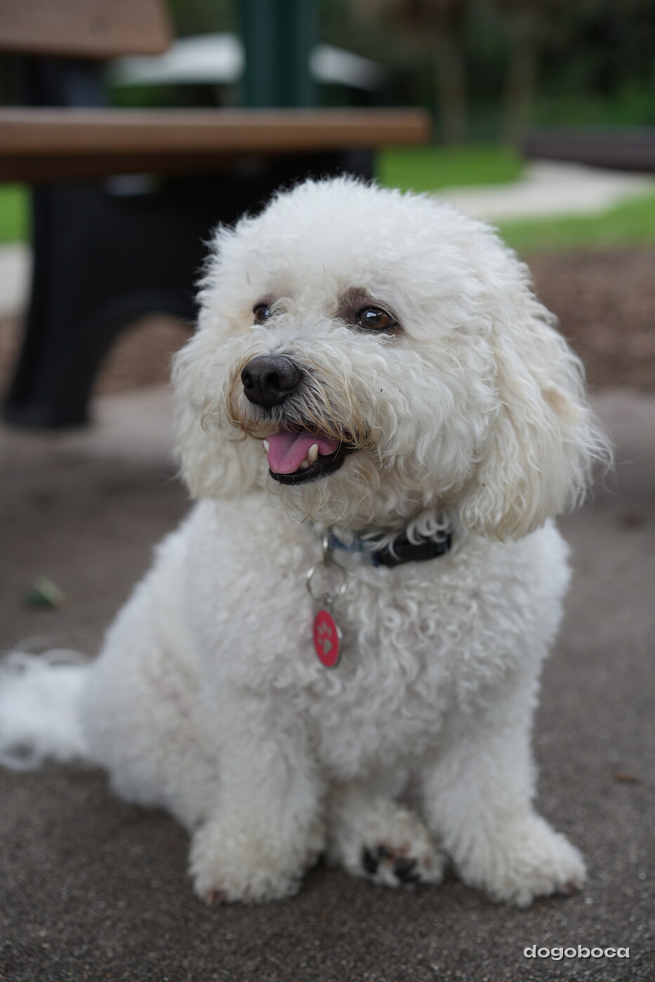 Dog photographed at Mizner Bark Dog Park on September 10, 2026