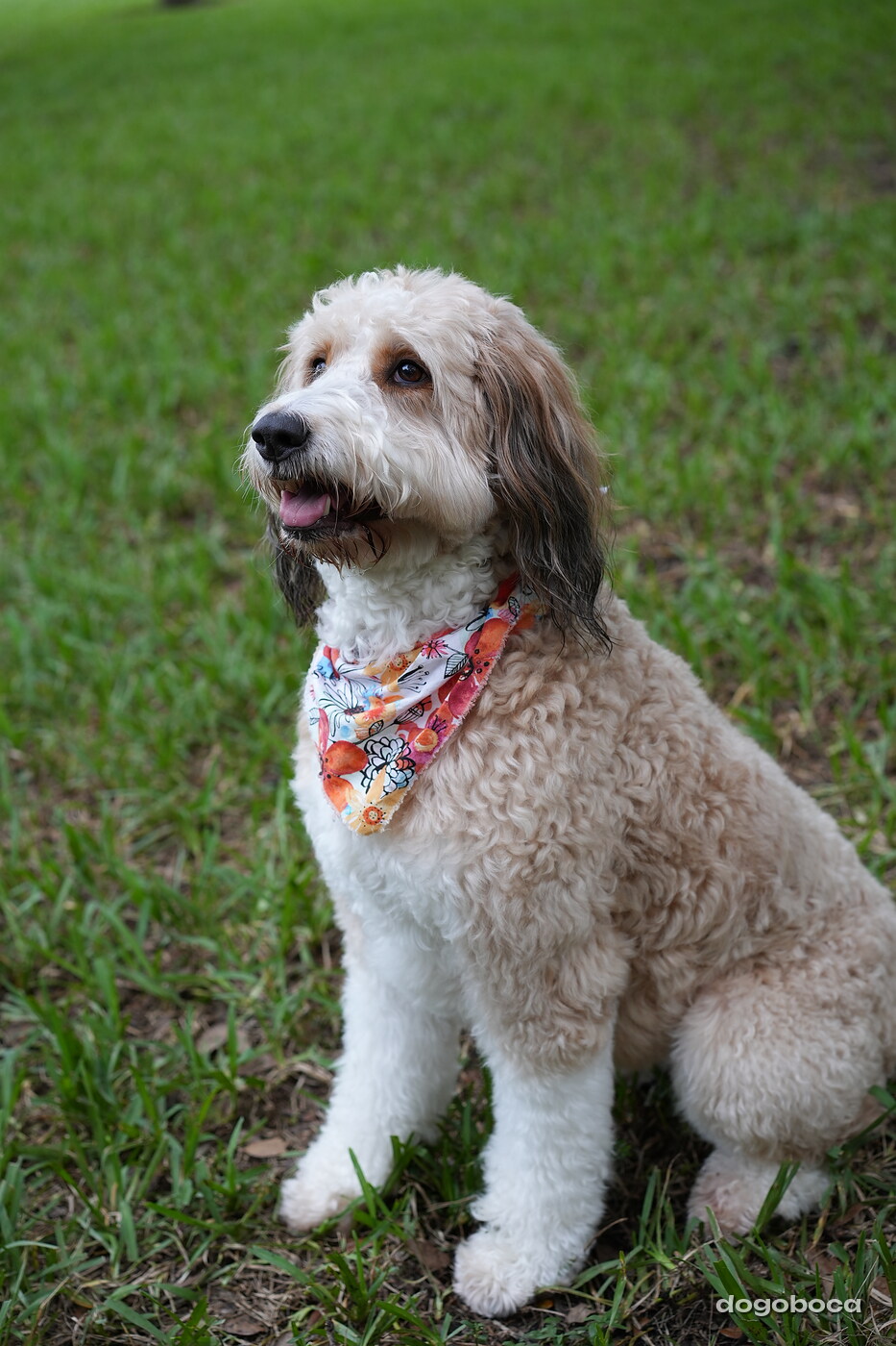 Lola photographed at Mizner Bark Dog Park on September 10, 2026