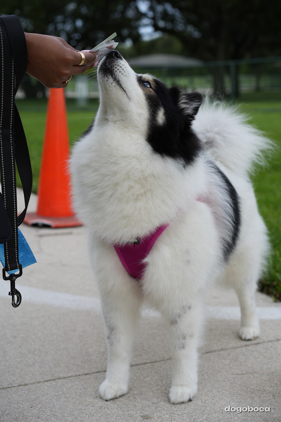 Dog photographed at Mizner Bark Dog Park on September 10, 2026